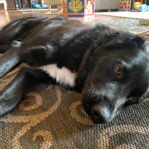 Meet your Posher, Marko